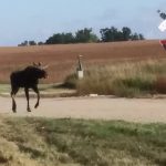 Moose on the Loose in Barnes County — NewsDakota